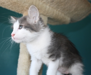 [picture of Mia, a Domestic Medium Hair gray/white cat]