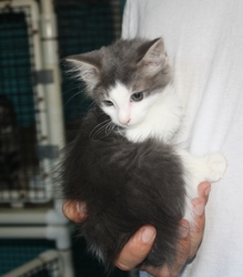 [picture of Mia, a Domestic Medium Hair gray/white cat]