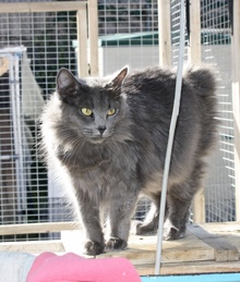 [another picture of Hyacinth, a Manx/Domestic Medium Hair-x gray\ cat] 