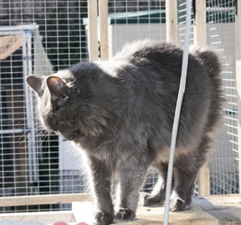 [picture of Hyacinth, a Manx/Domestic Medium Hair-x gray cat]