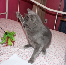 [picture of Hyacinth, a Manx/Domestic Medium Hair-x gray cat]