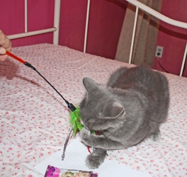 [picture of Hyacinth, a Manx/Domestic Medium Hair-x gray cat]