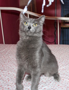 [picture of Hyacinth, a Manx/Domestic Medium Hair-x gray\ cat] 