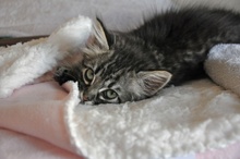 [another picture of Sonia, a Domestic Long Hair black tabby\ cat] 