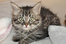 [picture of Sonia, a Domestic Long Hair black tabby\ cat] 