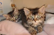 [another picture of Sophia, a Domestic Medium Hair black tabby\ cat] 