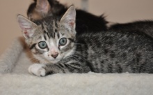 [another picture of Sarah, a Domestic Short Hair black tabby/white\ cat] 