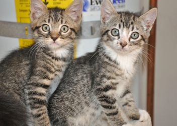 black short haired tabby cat black short haired tabby cat