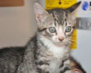 [picture of Sarah, a Domestic Short Hair black tabby/white cat]