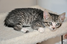 [picture of Sarah, a Domestic Short Hair black tabby/white\ cat] 