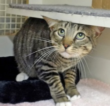 [another picture of Kenmore, a Domestic Short Hair gray tabby w/white\ cat] 