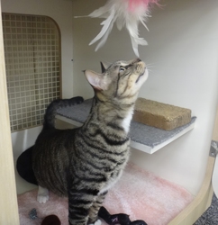 [picture of Kenmore, a Domestic Short Hair gray tabby w/white cat]