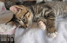 [picture of Kenmore, a Domestic Short Hair gray tabby w/white cat]