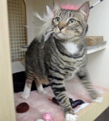 [picture of Kenmore, a Domestic Short Hair gray tabby w/white\ cat] 