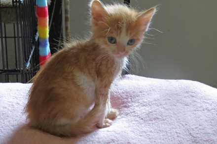 [picture of Rusty, a Domestic Medium Hair orange/white\ cat] 