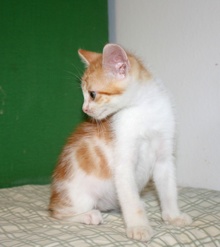 [another picture of Patches, a Domestic Short Hair orange/white\ cat] 