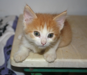 [picture of Patches, a Domestic Short Hair orange/white cat]