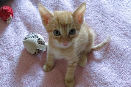 [picture of Peanut, a Domestic Short Hair orange tabby\ cat] 