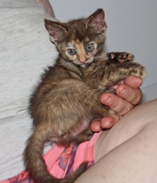 [another picture of Cinnamon, a Domestic Short Hair tortoiseshell\ cat] 