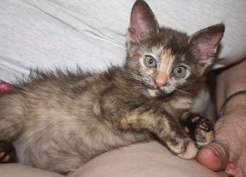 [picture of Cinnamon, a Domestic Short Hair tortoiseshell cat]