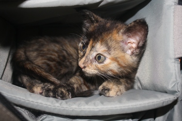 [picture of Cinnamon, a Domestic Short Hair tortoiseshell cat]