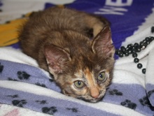 [picture of Cinnamon, a Domestic Short Hair tortoiseshell\ cat] 