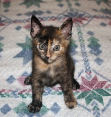 [another picture of Tiffany, a Domestic Short Hair tortoiseshell\ cat] 