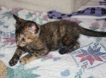 [picture of Tiffany, a Domestic Short Hair tortoiseshell cat]