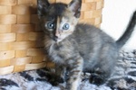 [picture of Tiffany, a Domestic Short Hair tortoiseshell cat]