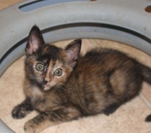 [picture of Tiffany, a Domestic Short Hair tortoiseshell\ cat] 