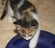 [another picture of Princess, a Domestic Short Hair calico\ cat] 