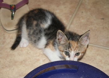 [picture of Princess, a Domestic Short Hair calico cat]