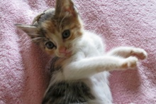 [picture of Princess, a Domestic Short Hair calico cat]