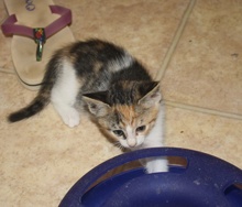 [picture of Princess, a Domestic Short Hair calico\ cat] 