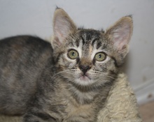 [another picture of Angel, a Domestic Short Hair tabby\ cat] 