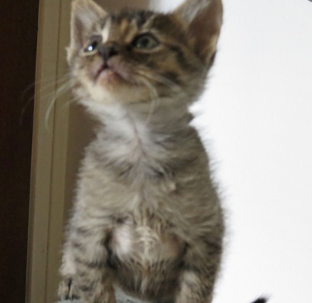 [picture of Angel, a Domestic Short Hair tabby cat]