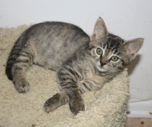 [picture of Angel, a Domestic Short Hair tabby\ cat] 