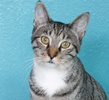 A picture of #NS04389: Simba a Domestic Short Hair tabby/white