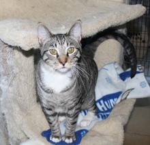 [another picture of Simba, a Domestic Short Hair tabby/white\ cat] 