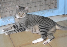 [picture of Simba, a Domestic Short Hair tabby/white cat]