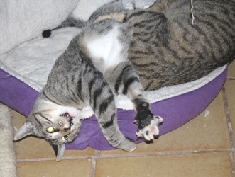 [picture of Simba, a Domestic Short Hair tabby/white cat]