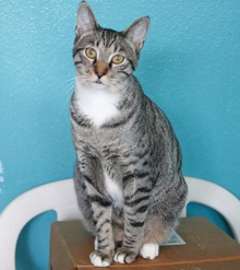 [picture of Simba, a Domestic Short Hair tabby/white\ cat] 