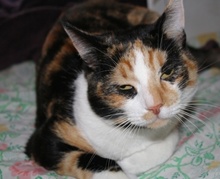 [another picture of Callie, a Domestic Short Hair calico\ cat] 