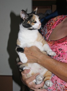 [picture of Callie, a Domestic Short Hair calico cat]