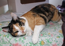 [picture of Callie, a Domestic Short Hair calico cat]