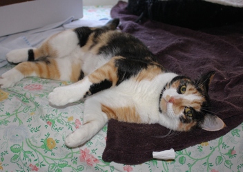 [picture of Callie, a Domestic Short Hair calico cat]