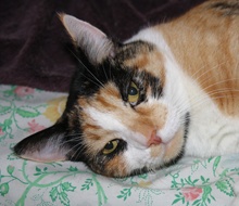 [picture of Callie, a Domestic Short Hair calico\ cat] 