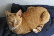 [another picture of Lorelei, a Domestic Short Hair orange tabby\ cat] 