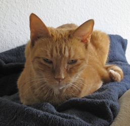 [picture of Lorelei, a Domestic Short Hair orange tabby cat]