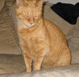 [picture of Lorelei, a Domestic Short Hair orange tabby cat]